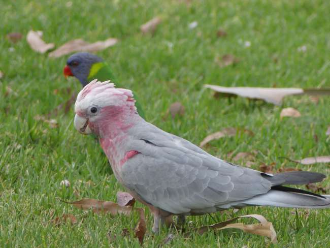 Birds in the park at our overnight fueling station in Macksville