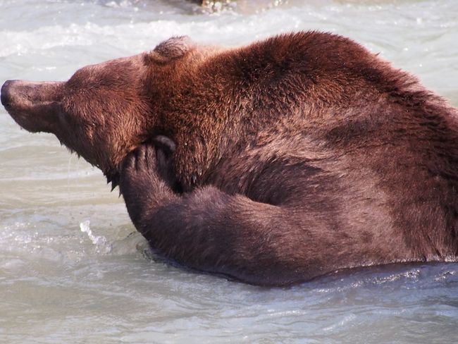 Haines: Bären am Chilkoot Lake