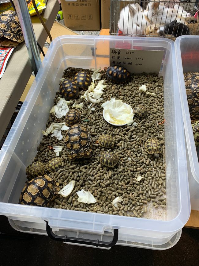 Mini-Schildkröten