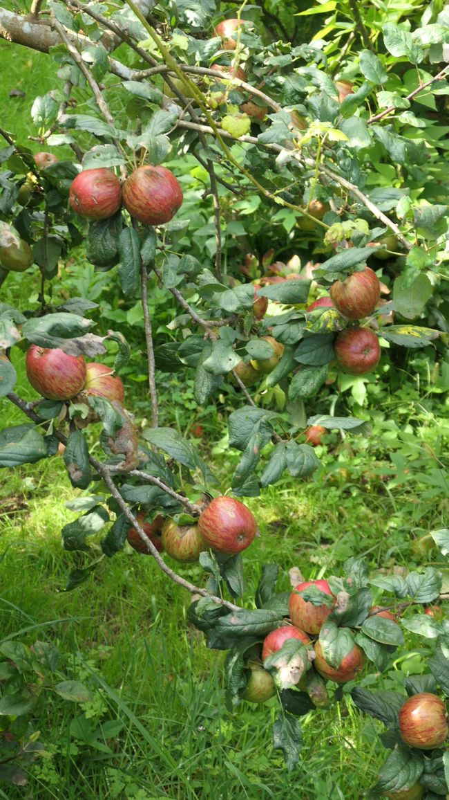 9. Etapa Laredo a Guemes