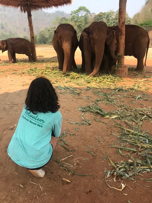 Elephants Volunteering