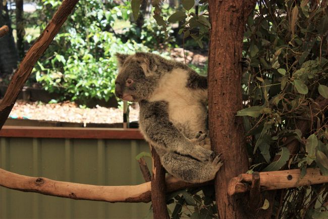 Zu den Koalas
