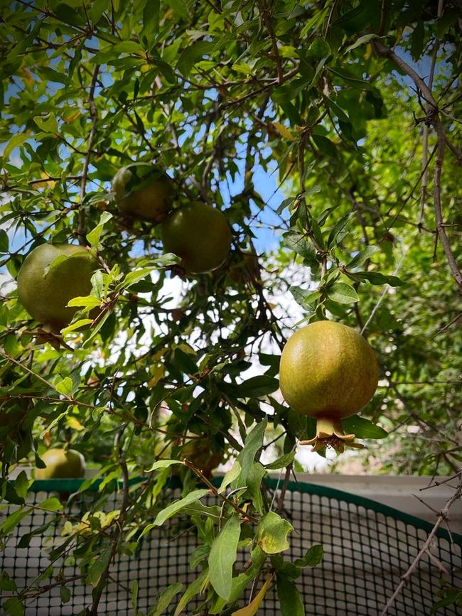 Granatapfel überall in unserem Garten
