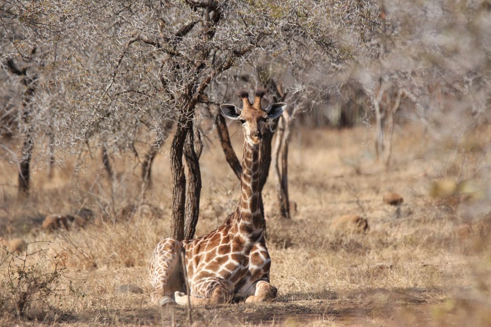 Araw 18: Isang hardin na puno ng mga giraffe at pabalik sa Johannesburg