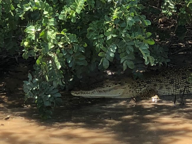 my first crocodile on dry land...