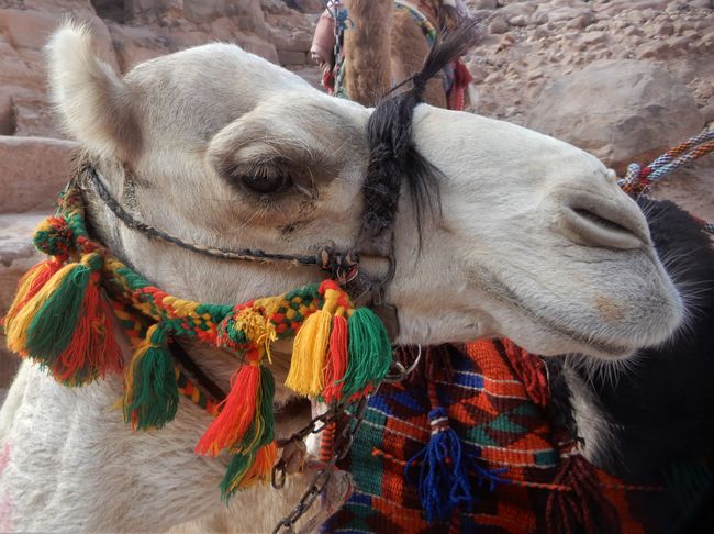 ... pero nadie puede competir con la belleza de los camellos :-)