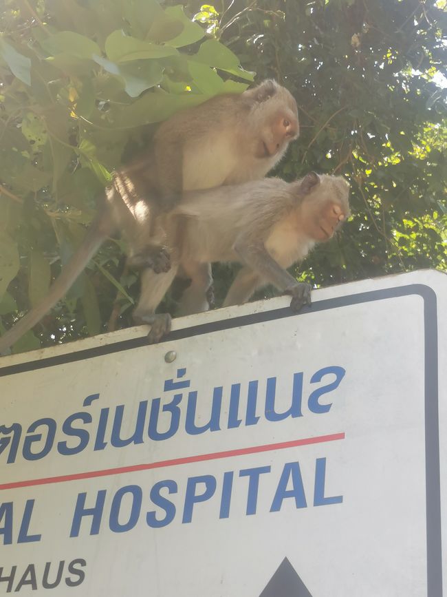 Koh Chang – laukinės beždžionės, pasiklydusios vietos ir daug gamtos