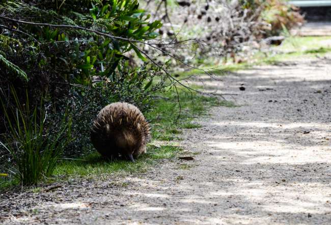 04.11.2016 - Tasmanien, Freycinet-Nationalpark (Schnabeligel)