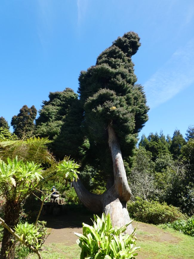 japanische Zypresse