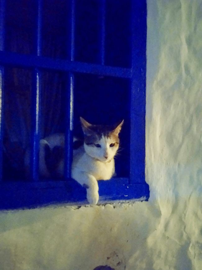 Bonusbild: Katze auf der Fensterbank