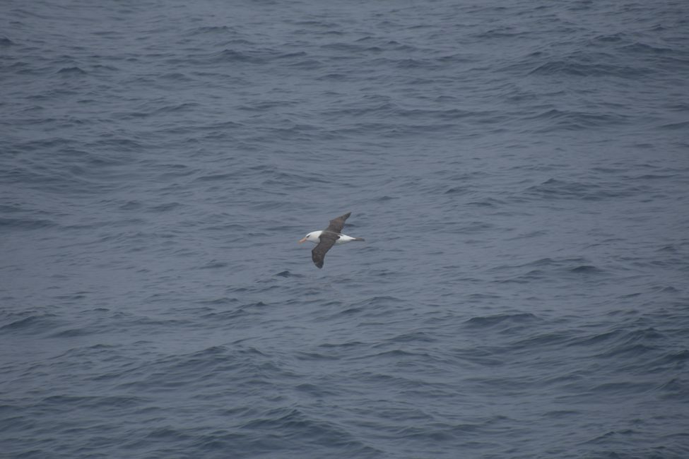 Campbell-Albatros