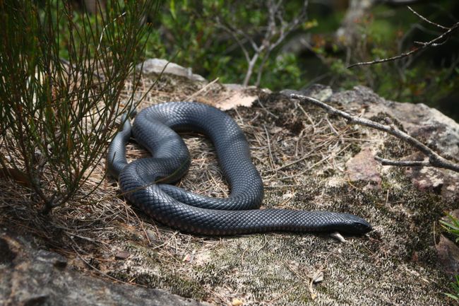 red-bellied black snake in den Blue Mountains 