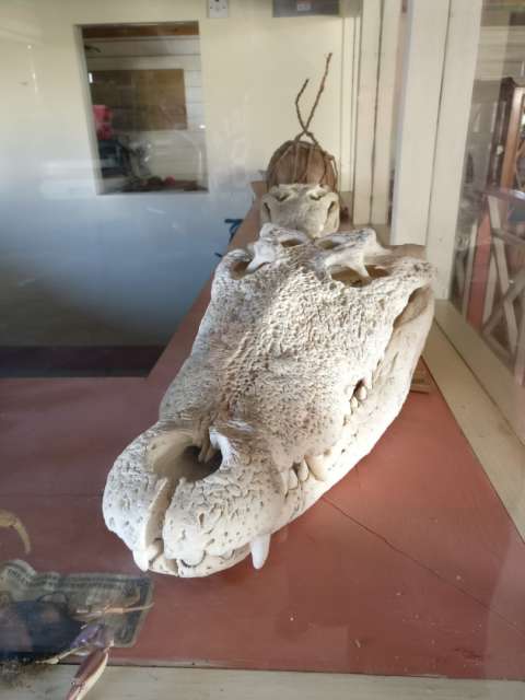 Crocodile Skull in Black River