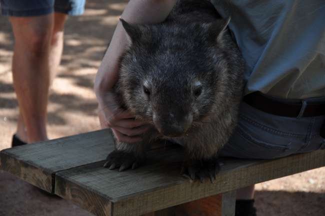 Ein Wombat 