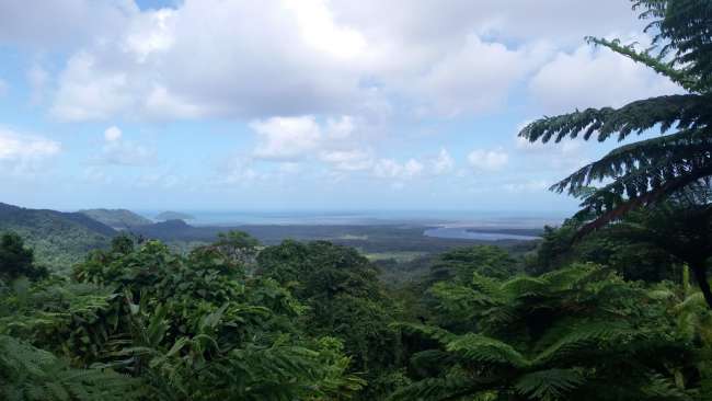 Überblick über den Rainforest