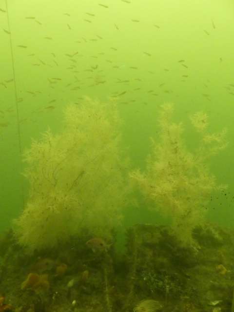 Sdhwarze Korallen mit Minifischen