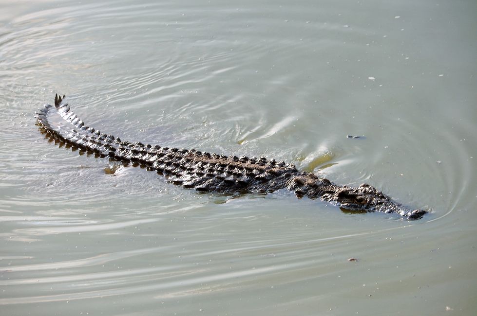 In der Nähe des Präsidentenpalastes zieht der See der Heiligen Krokodile die Verwegensten zu den Tieren, die fast eine Tonne wiegen.