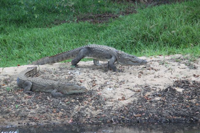 Crocs near Yala National Park