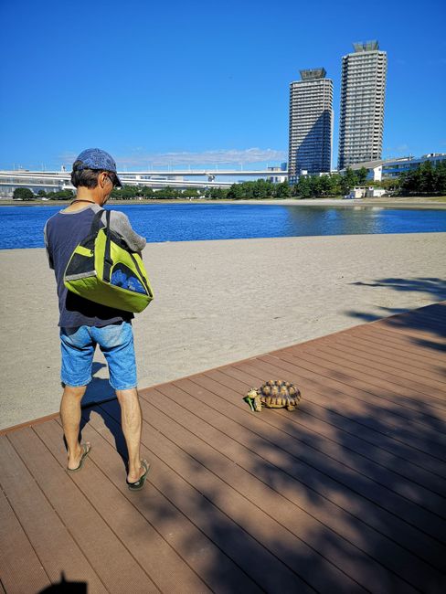 Japan - Man walking his turtle