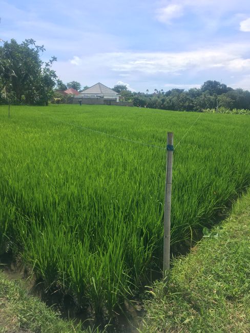 Rice fields, Canggu