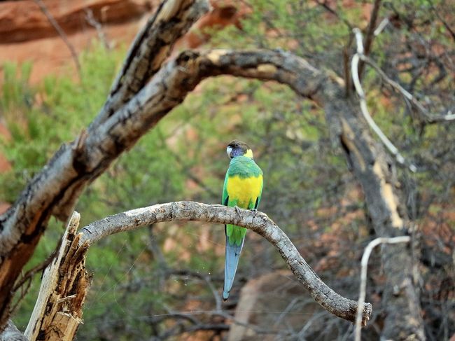 Parrot in Kalbarri National Park 