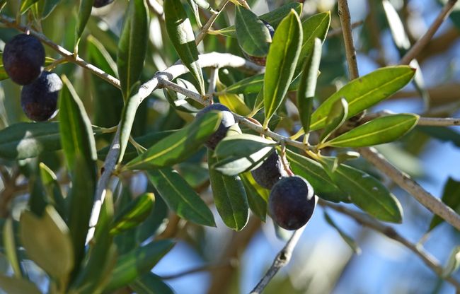 Olives - L'or vert de l'Andalousie