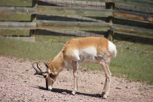Pronghorns, Mount Rushmore, Bisons in Custer State Park