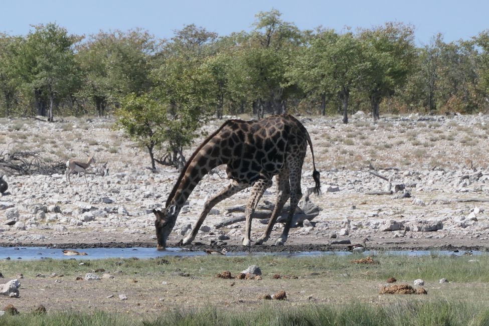 Etosha - no se pueden encontrar más animales ...