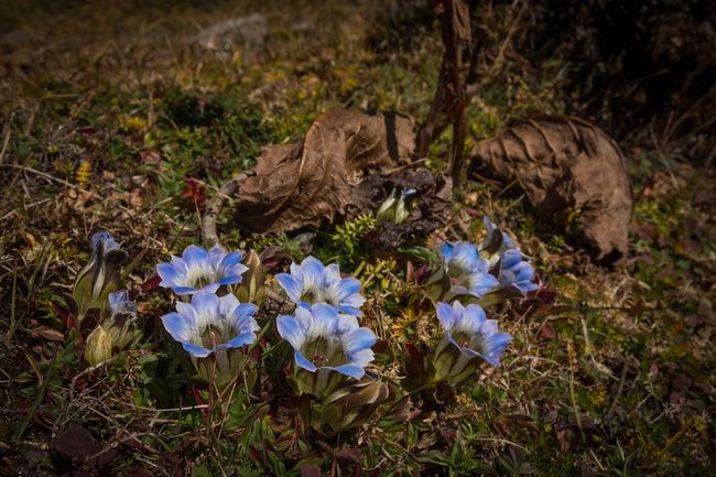 As the elevation increases, the vegetation becomes lower and gentians (Gentiana depressa) begin to bloom.