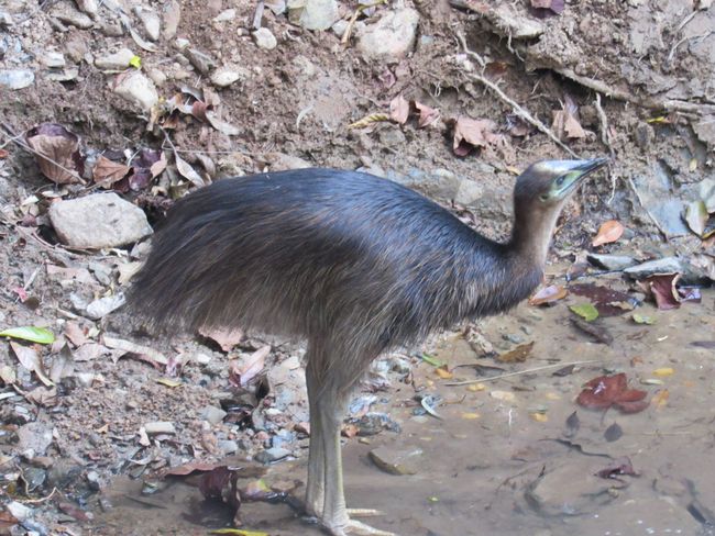 A cassowary; they can reach human size
