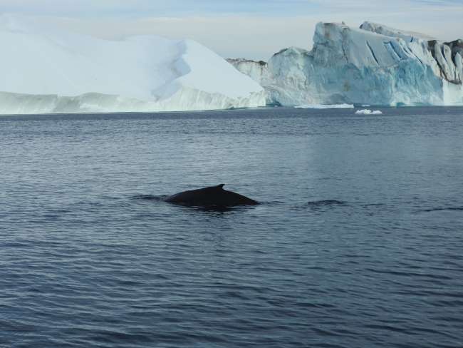 Walbeobachtung vor Ilulissat