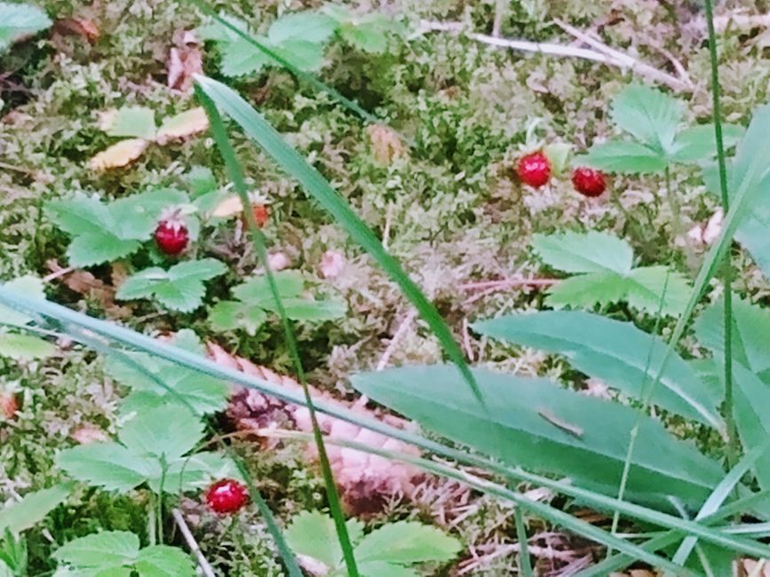 Of beautiful living by the rushing brook and a strawberry feast
