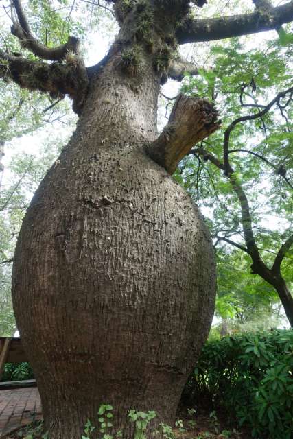 Kugelrunder Flaschenbaum
