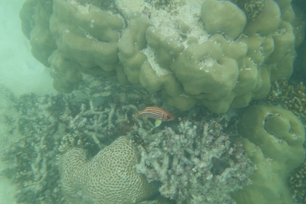 Coral paradise..... - walang salita
