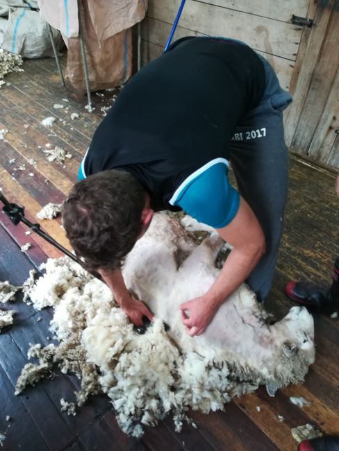 Schafe scheren