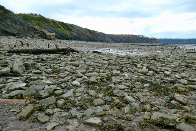 24.9.: Joggins - fossielen op het strand