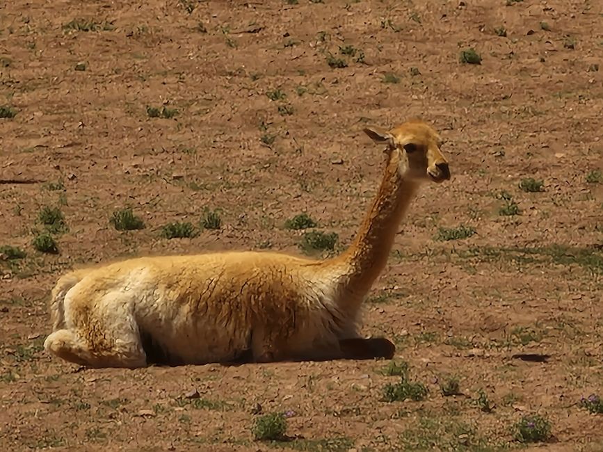 Kamele, eine Art wild Lamas
