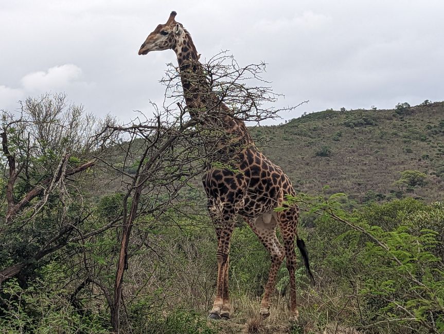 Hluhluwe-Imfolozi-Nationalparks
