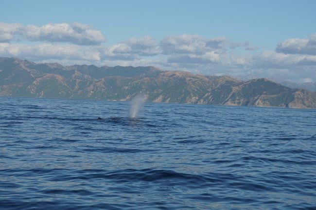 Sonar to locate whales