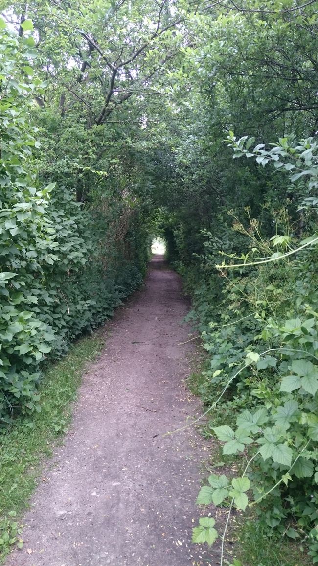 A green tunnel