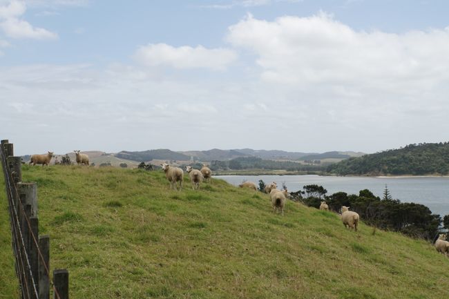 Schafe über Schafe im Atiu Greek Regional Park