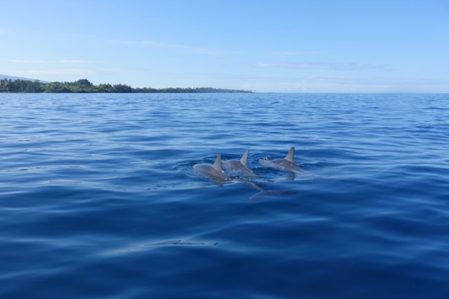 Inmitten von Delphinscharen