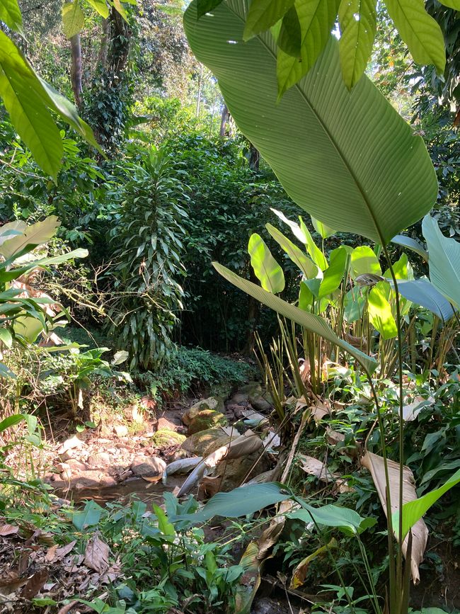 The cacao forest