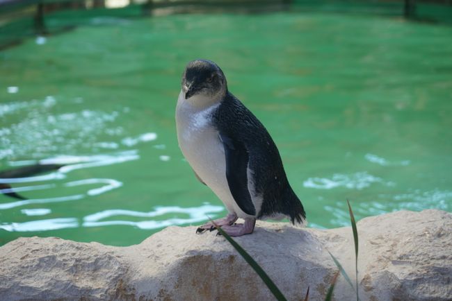 Australia - Penguin Island