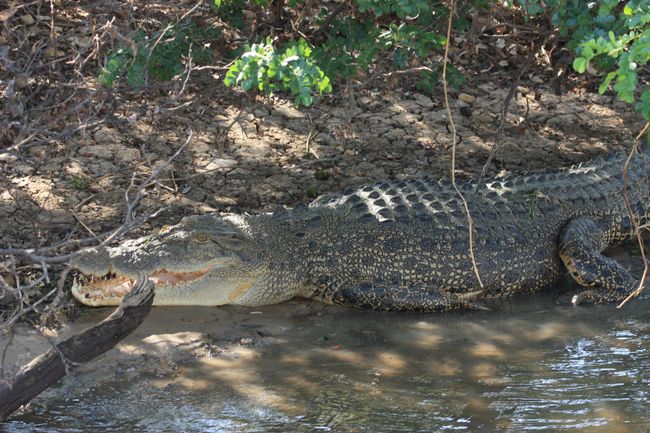 Crocodile hunting