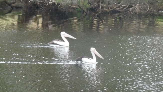 Pelicans on the Denmark River