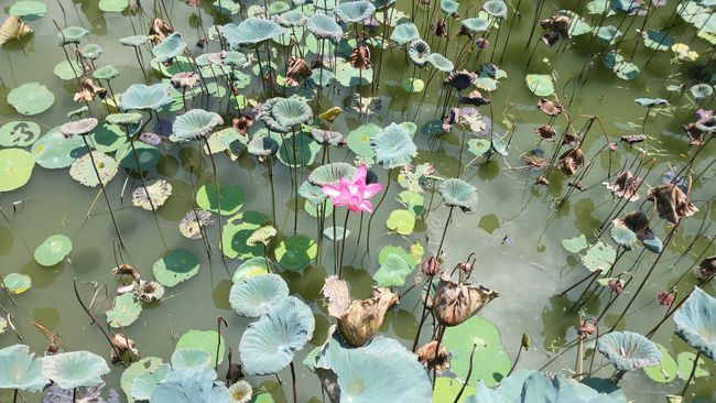 Lotus Pond