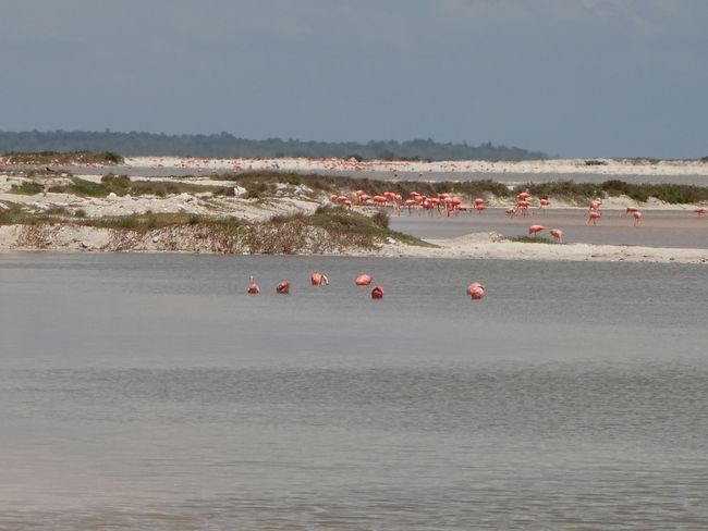 Flamingos von Las Coloradas beim „Farbetanken“