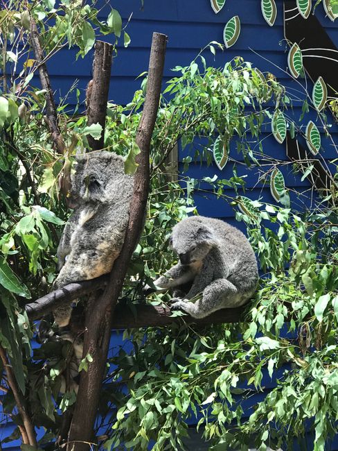 Koalas @ Dreamworld Amusement Park
