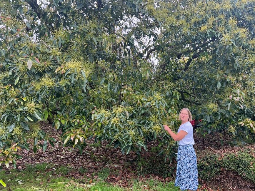 Lou & ein Avocadobaum